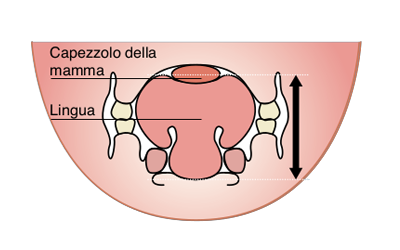 Allattamento al seno materno