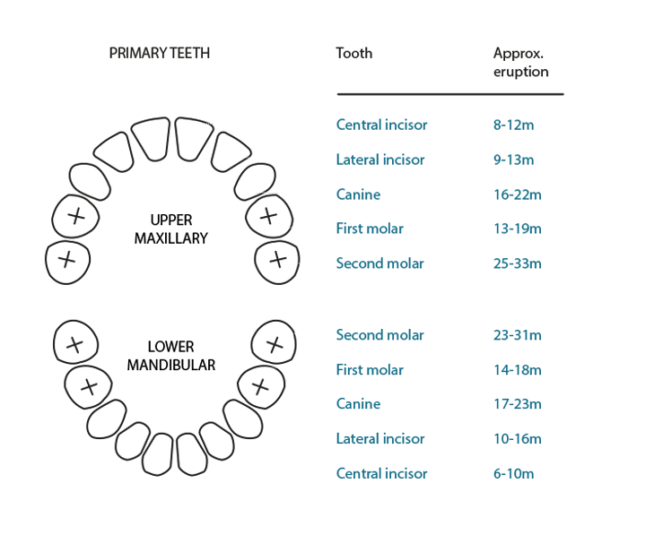 Primary teeth