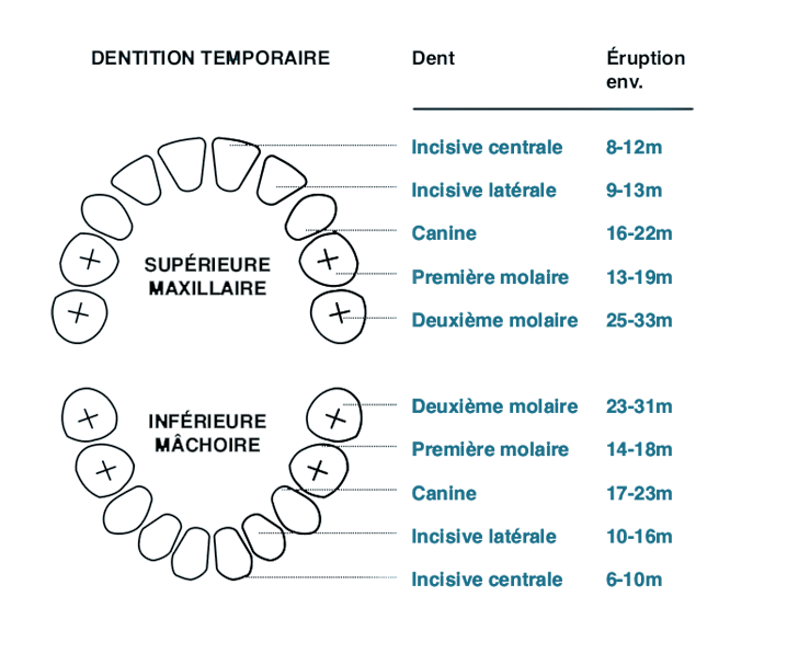 Dentition Temporaire