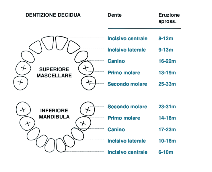 Dentizione decidua
